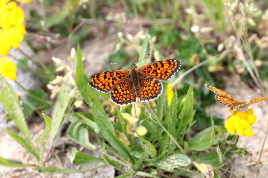 Melitaea phoebe, Nymphalidae